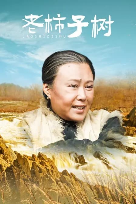 老柿子树
